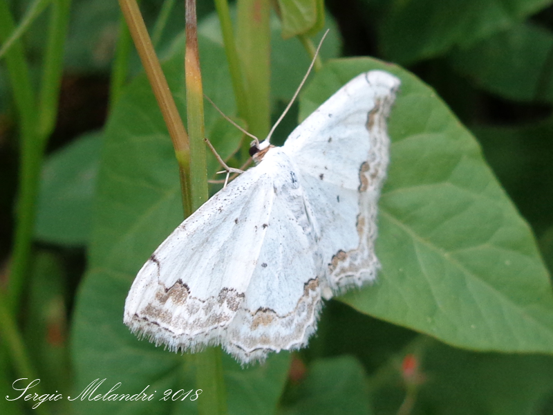 Geometridae